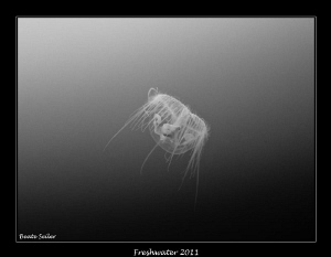 Freshwater jelly fish , smaller than 1/2 inch by Beate Seiler 